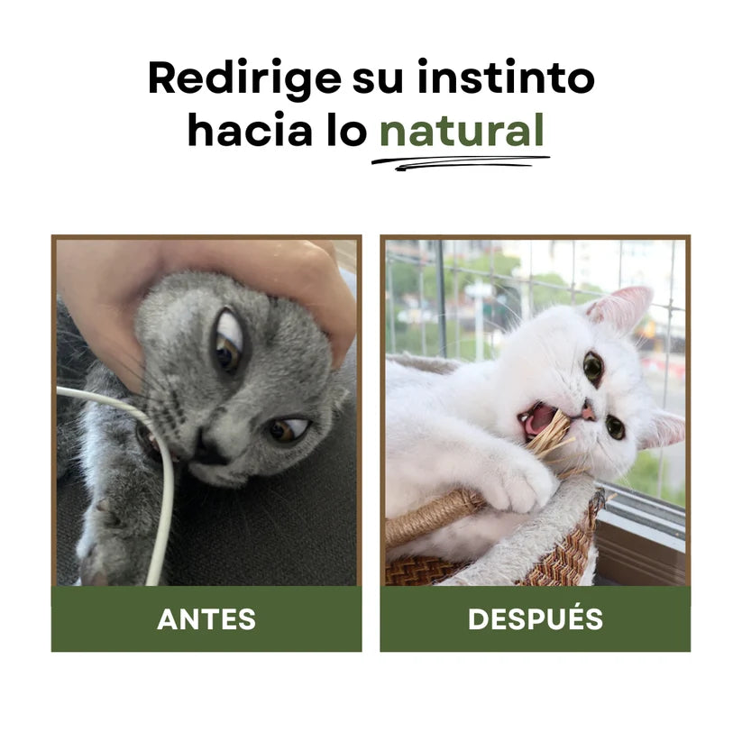 CatBite Pack de Stickers Dentales