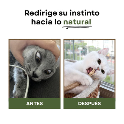 CatBite Pack de Stickers Dentales