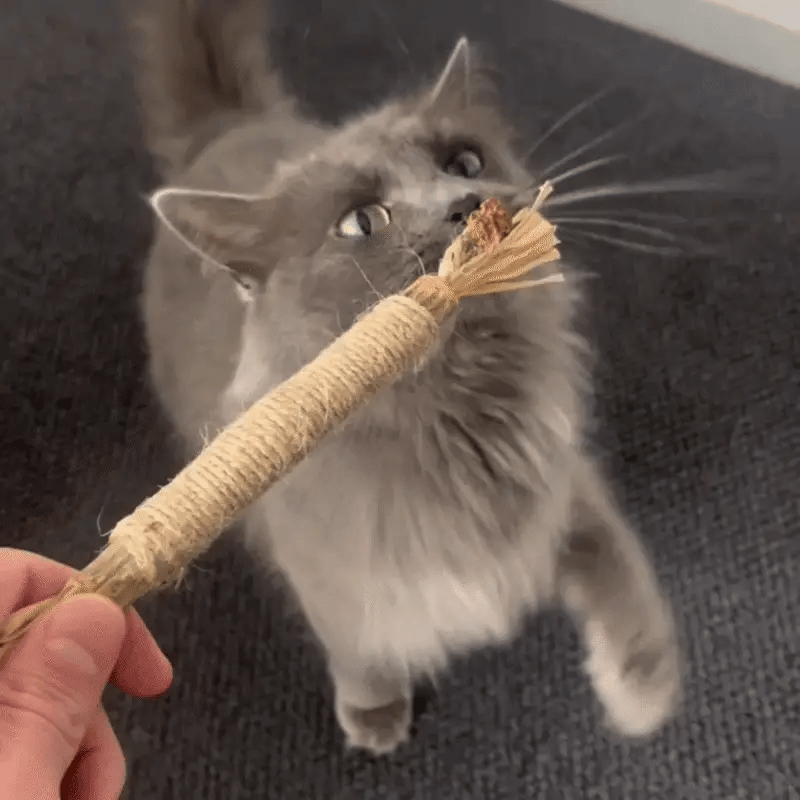 CatBite Pack de Stickers Dentales